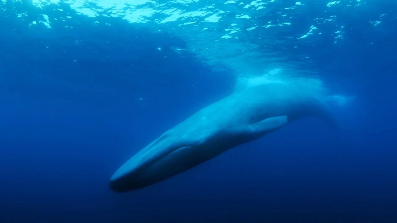 تنهاترین نهنگ: در جستجوی نهنگ 52